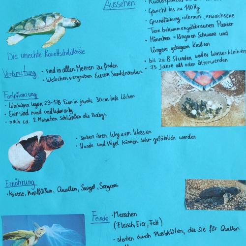 Stefanie über die Meereschildkröten