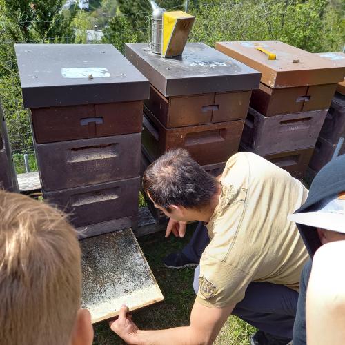 Bienenstock