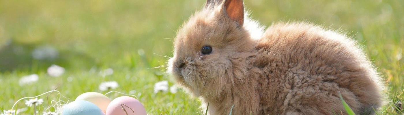Osterhase