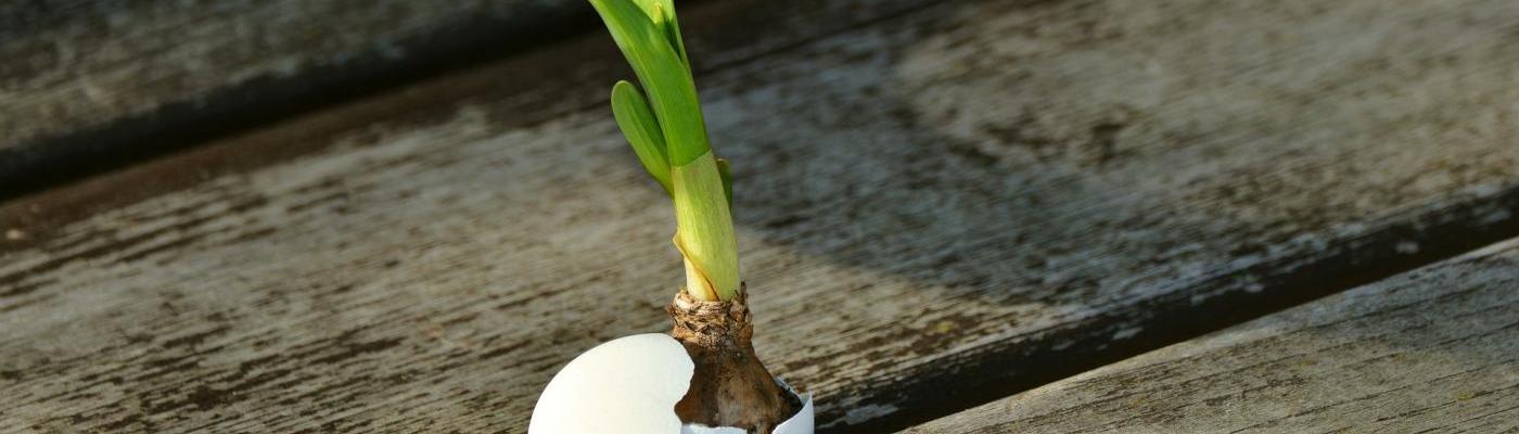 © Bild von <a href="https://pixabay.com/de/users/congerdesign-509903/?utm_source=link-attribution&utm_medium=referral&utm_campaign=image&utm_content=2013174">congerdesign</a> auf <a href="https://pixabay.com/de/?utm_source=link-attribution&u Tulpe Sprössling