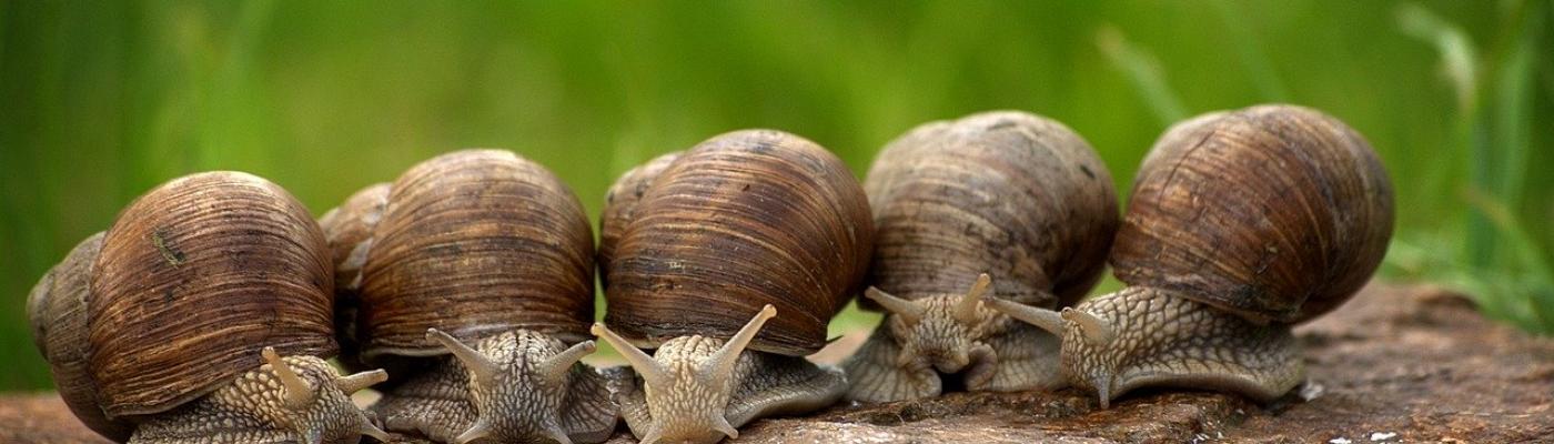 © Bild von <a href="https://pixabay.com/de/users/cablemarder-7142084/?utm_source=link-attribution&utm_medium=referral&utm_campaign=image&utm_content=2983235">cablemarder</a> auf <a href="https://pixabay.com/de/?utm_source=link-attribution&ut Schnecke
