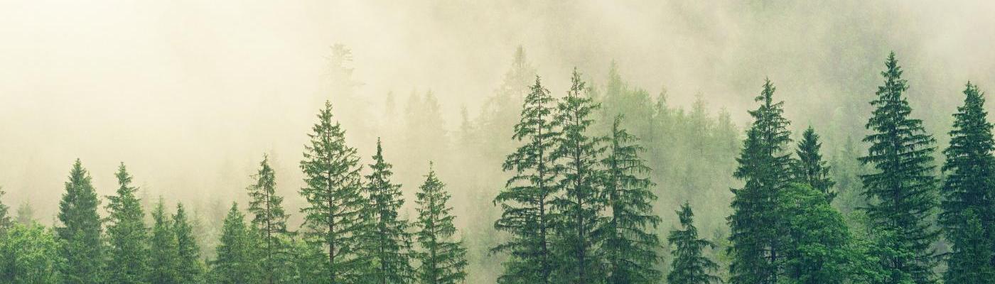 © Bild von <a href="https://pixabay.com/de/users/jplenio-7645255/?utm_source=link-attribution&utm_medium=referral&utm_campaign=image&utm_content=3622519">My pictures are CC0. When doing composings:</a> auf <a href="https://pixabay.com/de/?utm_so Wald
