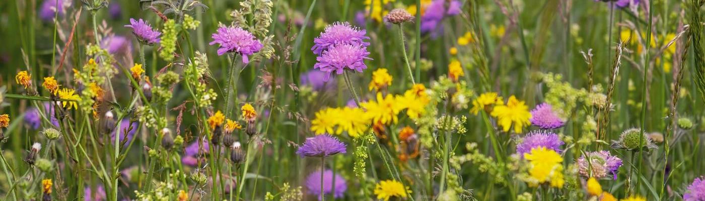 Wiesenblumen