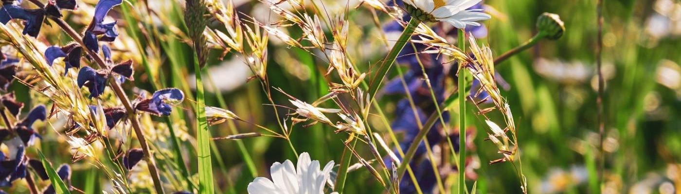 Wiesenblumen
