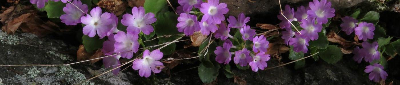 Bergblume