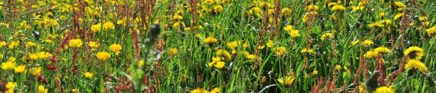 © Bilder von tibs Wiesenblume