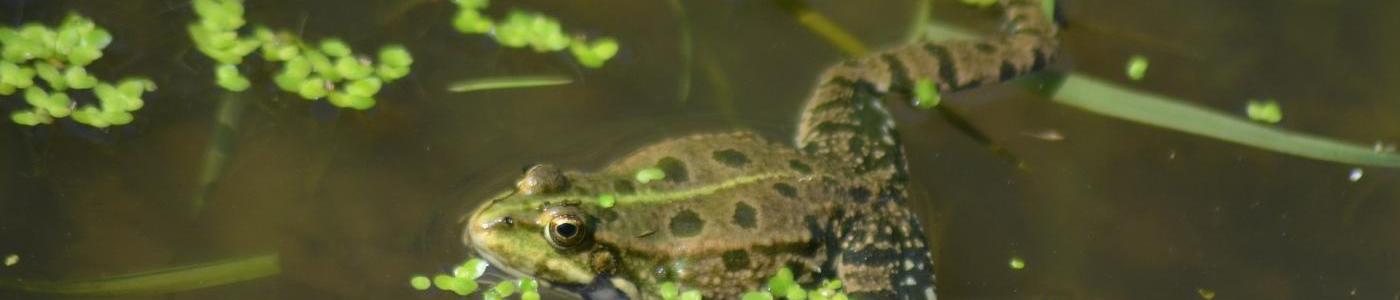 Grüner Frosch