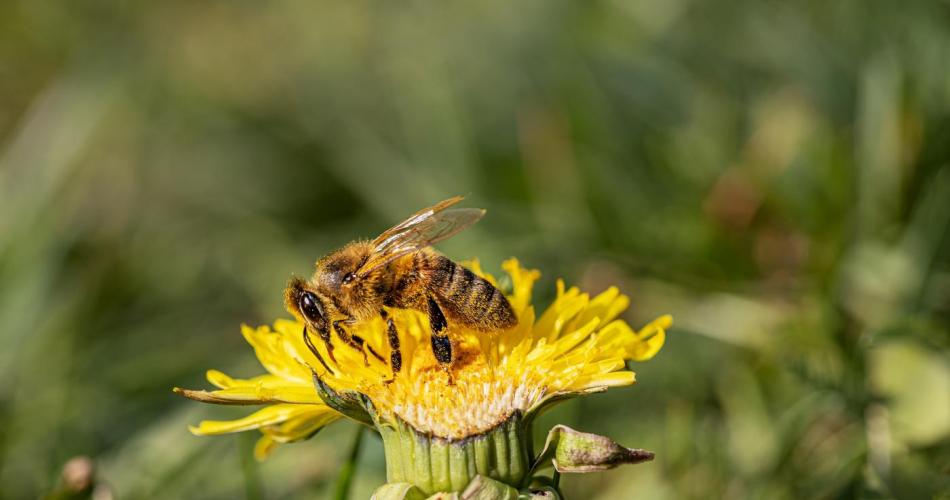 Biene auf Löwenzahn