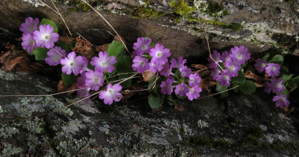 Bergblume