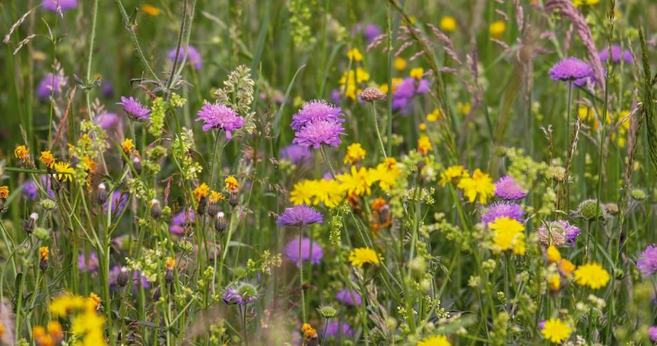 Wiesenblumen