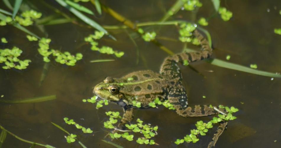 Grüner Frosch